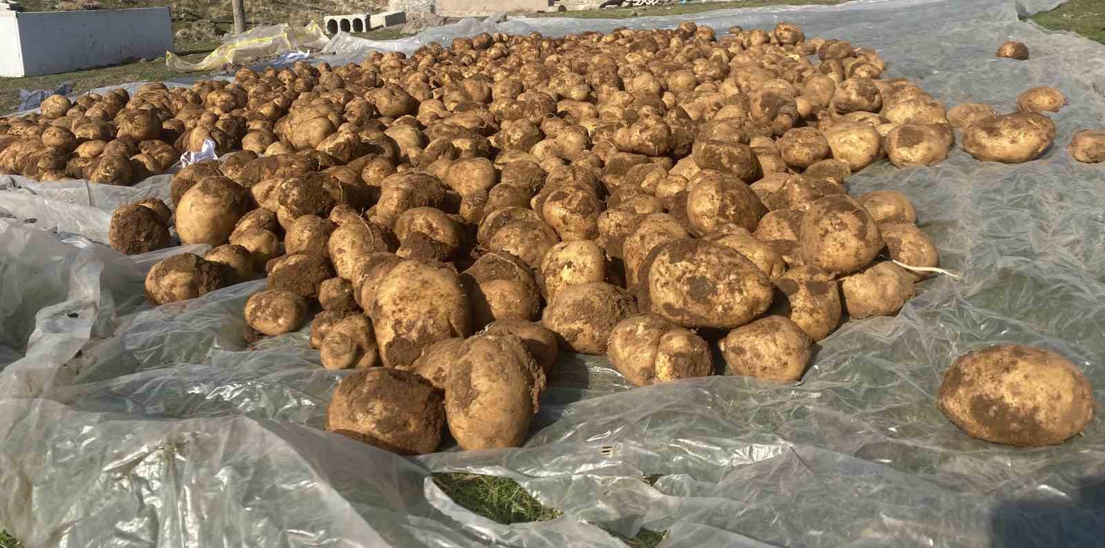 Ağrı’da kışlık patatesler geleneksel yöntemle toprağa gömülerek korunuyor 6 agrida kislik patatesler geleneksel yontemle topraga gomulerek korunuyor 2 IGX1Zfnp