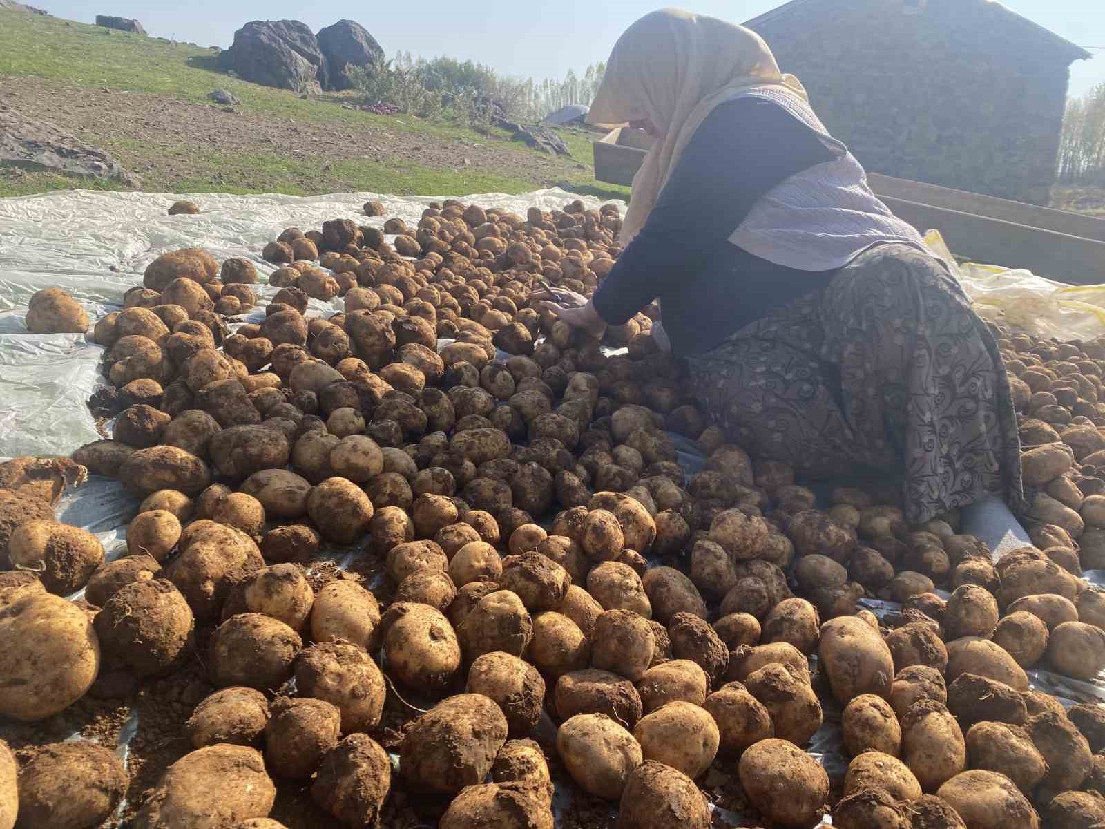 Ağrı’da kışlık patatesler geleneksel yöntemle toprağa gömülerek korunuyor 7 agrida kislik patatesler geleneksel yontemle topraga gomulerek korunuyor 3 1vGRUAUj
