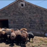 agrida-koyun-sutu-ekonomiye-kazandiriliyor-HydBbeNk.jpg
