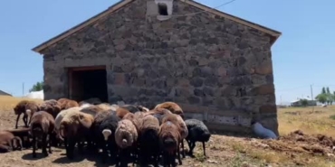 agrida-koyun-sutu-ekonomiye-kazandiriliyor-HydBbeNk.jpg
