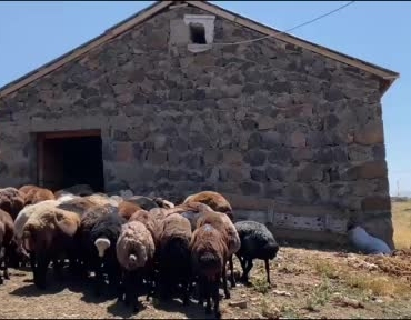 agrida-koyun-sutu-ekonomiye-kazandiriliyor-HydBbeNk.jpg
