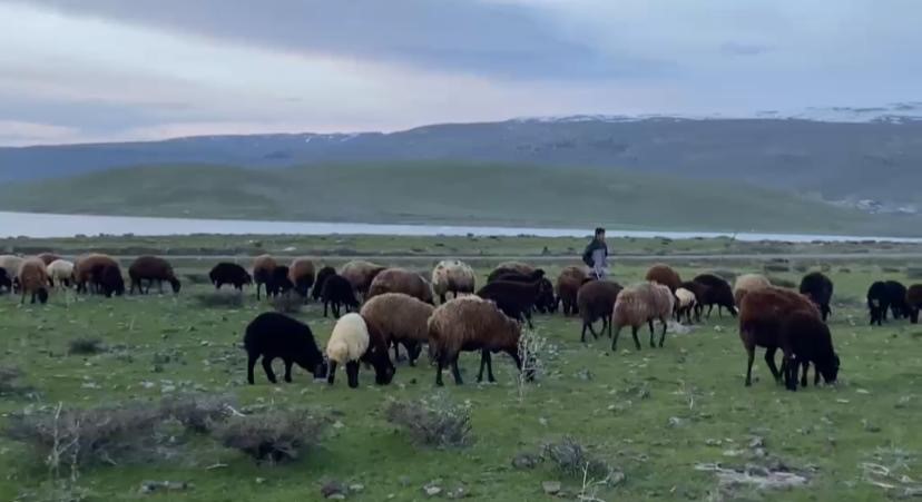 agrida kucukbas hayvanlar meralara cikarildi 4 NztThkdC