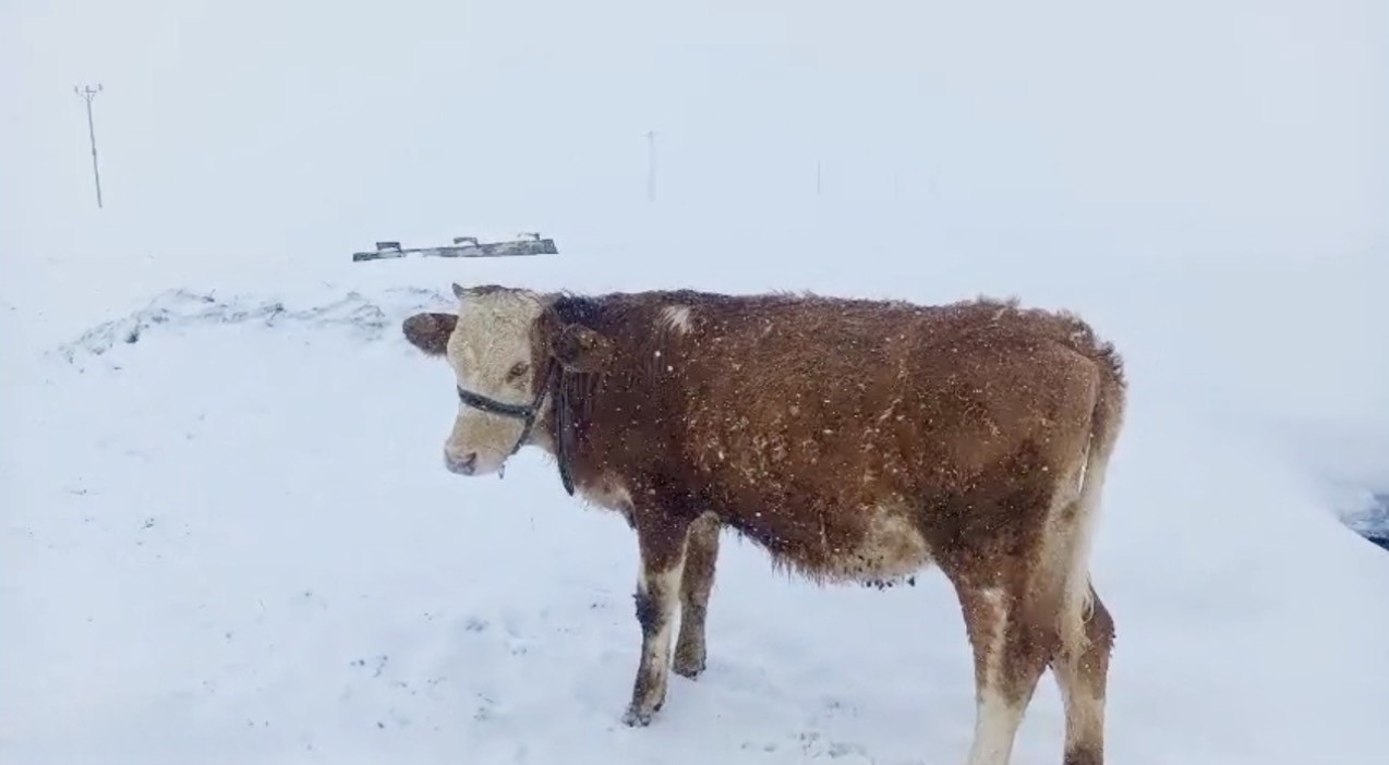agrida nisan ayinda etkili olan kar kalinligi insan boyunu asti 3 Kr4ByB2l