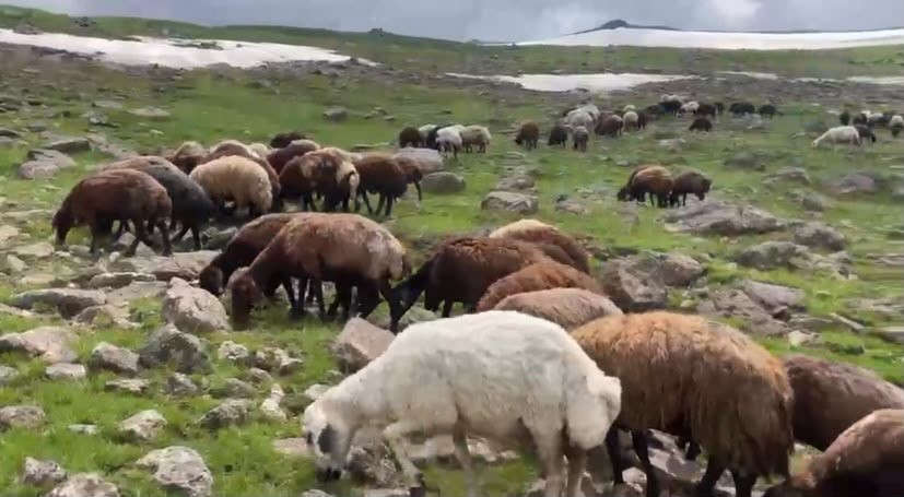 Ağrı’nın yaylalarında yaz ve kış bir arada 4 agrinin yaylalarinda yaz ve kis bir arada 0 ac8NcTII