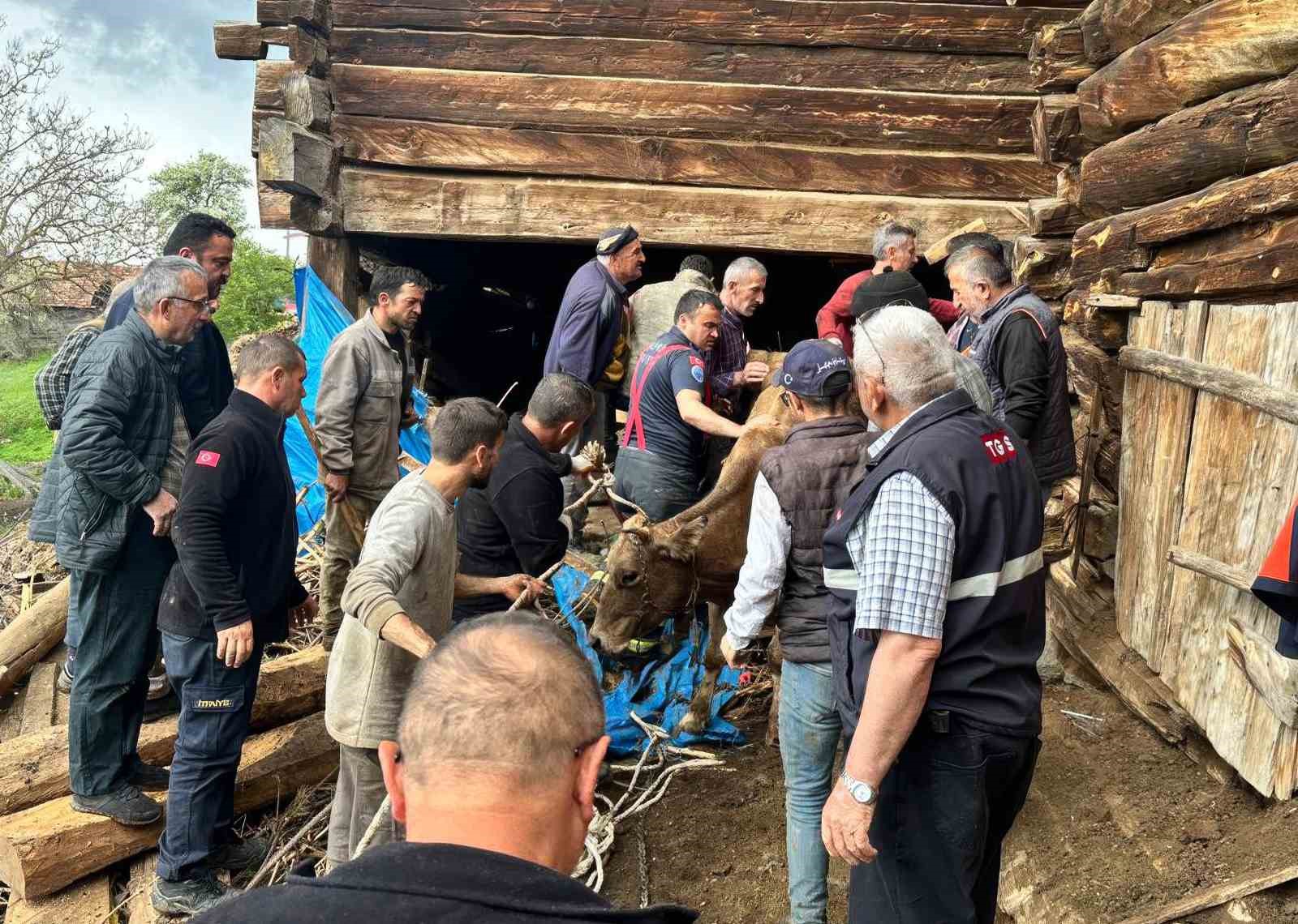 Ahır göçüğünde can pazarı: Kadın ağır yaralı kurtarıldı, hayvanlar enkaz altında kaldı 4 ahir gocugunde can pazari kadin agir yarali kurtarildi hayvanlar enkaz altinda kaldi 0
