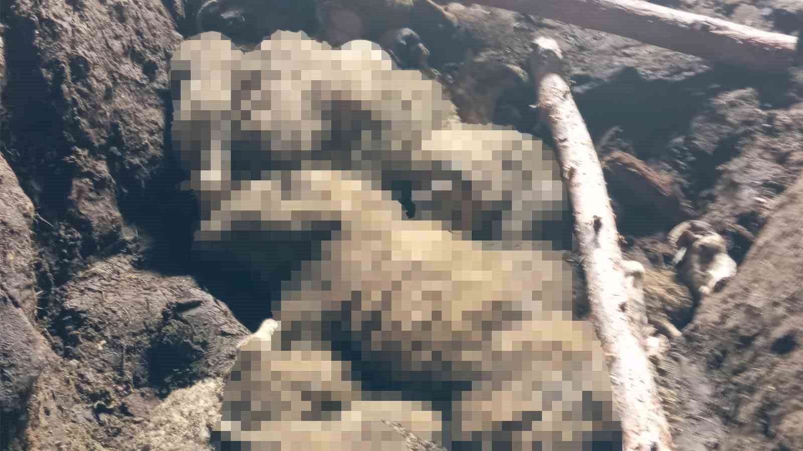 Ahır göçüğünde can pazarı: Kadın ağır yaralı kurtarıldı, hayvanlar enkaz altında kaldı 5 ahir gocugunde can pazari kadin agir yarali kurtarildi hayvanlar enkaz altinda kaldi 1 FScnpNqF