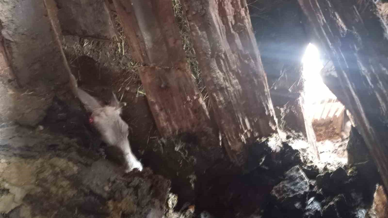 Ahır göçüğünde can pazarı: Kadın ağır yaralı kurtarıldı, hayvanlar enkaz altında kaldı 6 ahir gocugunde can pazari kadin agir yarali kurtarildi hayvanlar enkaz altinda kaldi 2 SRb1AuBZ
