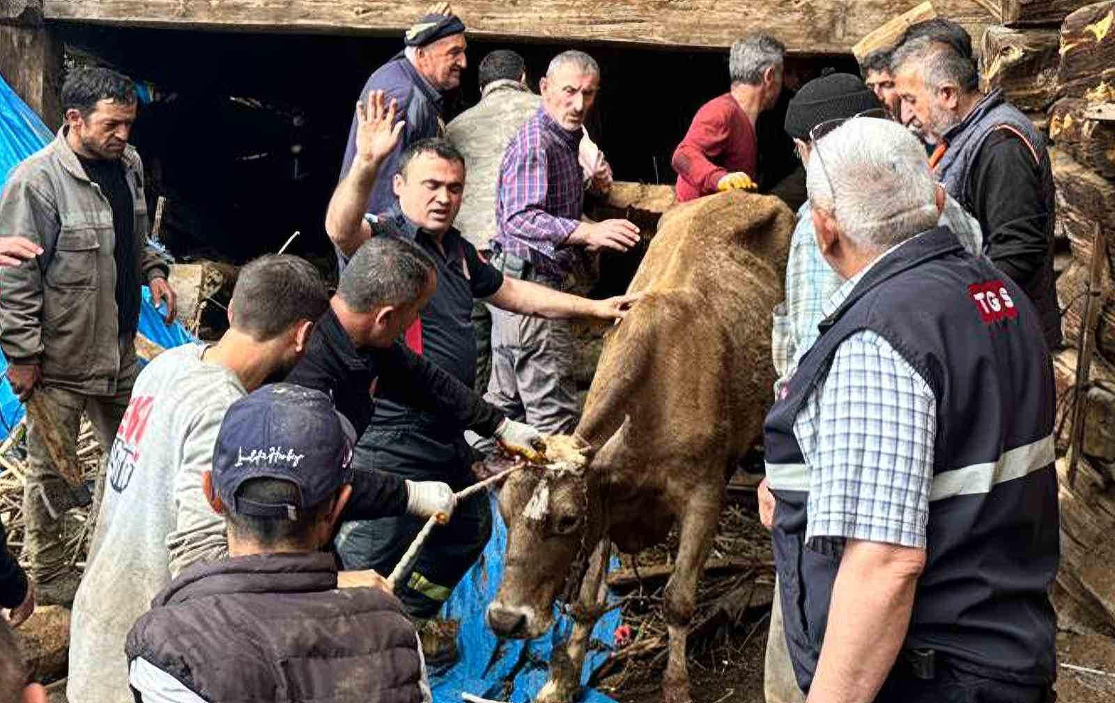 Ahır göçüğünde can pazarı: Kadın ağır yaralı kurtarıldı, hayvanlar enkaz altında kaldı 8 ahir gocugunde can pazari kadin agir yarali kurtarildi hayvanlar enkaz altinda kaldi 4 ZRkOS9q9