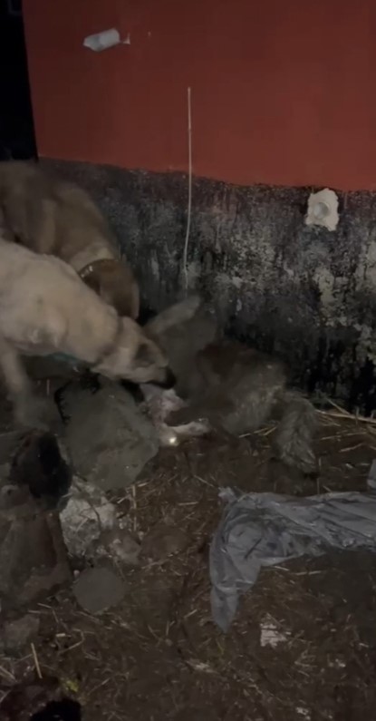 ahira girmeye calisan kurdu kangallar telef etti 1 aKVIBugW