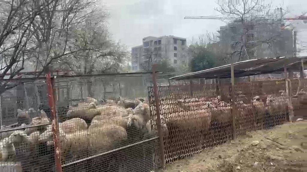ahirda cikan yanginda cok sayida hayvan telef oldu 0 YVlL6Aep