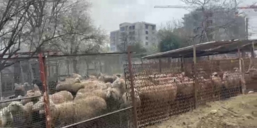 ahirda-cikan-yanginda-cok-sayida-hayvan-telef-oldu-UgvETaB6.jpg