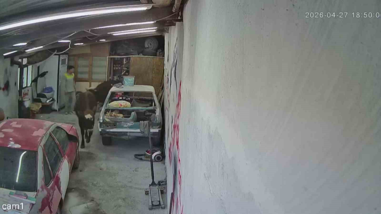 Ahırdan kaçan danalar oto tamirciyi bastı, görgü tanığı o anları anlattı: "Nazikçe geldiler, nazikçe gittiler" 5 ahirdan kacan danalar oto tamirciyi basti gorgu tanigi o anlari anlatti nazikce geldiler nazikce ui9kTKSn