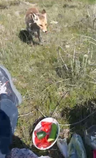 ahlatta ac tilki piknik sofrasina ortak oldu 1 Weu1KGpE