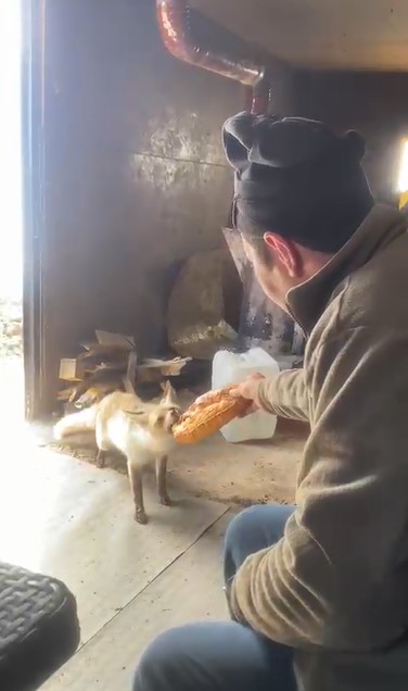 Ahlat’ta tilki ile işçilerin dostluğu gülümsetiyor 4 ahlatta tilki ile iscilerin dostlugu gulumsetiyor 0 YwjYRCir