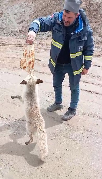 Ahlat’ta tilki ile işçilerin dostluğu gülümsetiyor 5 ahlatta tilki ile iscilerin dostlugu gulumsetiyor 1 7HOubMlG