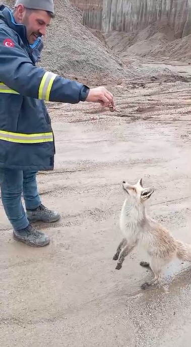 Ahlat’ta tilki ile işçilerin dostluğu gülümsetiyor 6 ahlatta tilki ile iscilerin dostlugu gulumsetiyor 2 9OFsjTnF