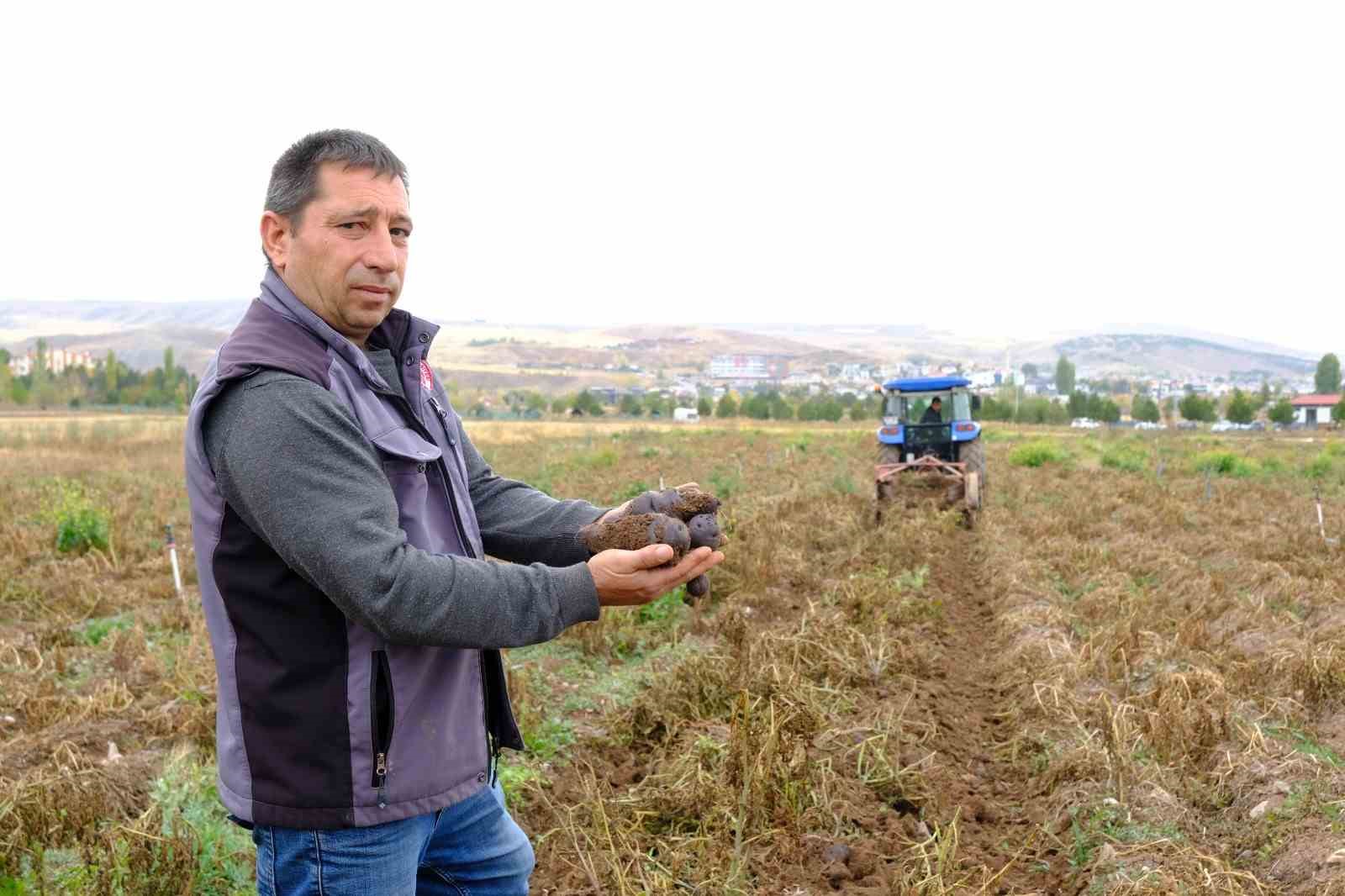 akademik patateslerin hasadi basladi 1 Dk7scp6b