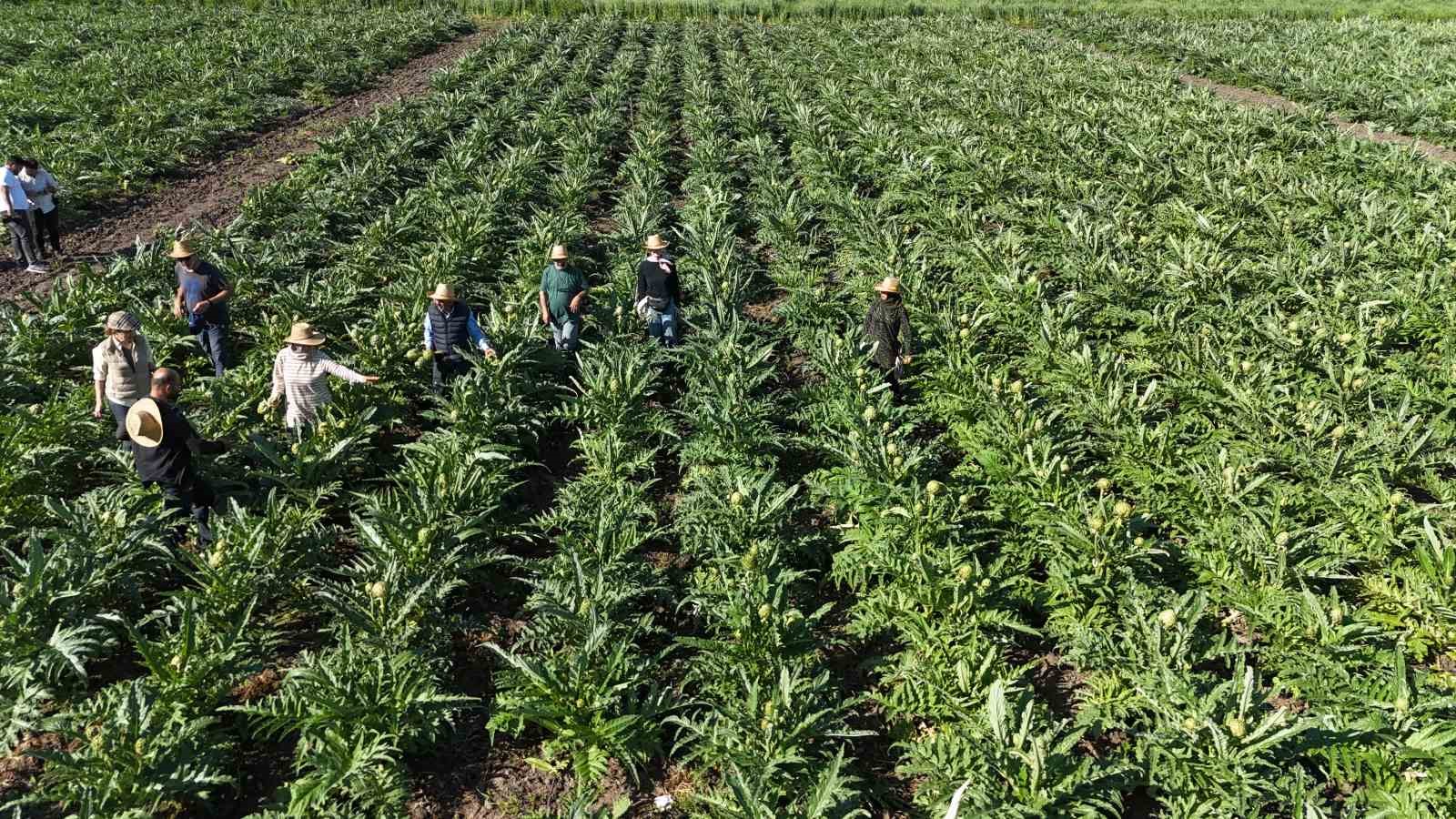 Akademisyen çiftçinin 7 yıl süren emekleriyle 120 dönüm alana yaydığı enginar üretiminde hasat başladı 5 akademisyen ciftcinin 7 yil suren emekleriyle 120 donum alana yaydigi enginar uretiminde hasat basladi