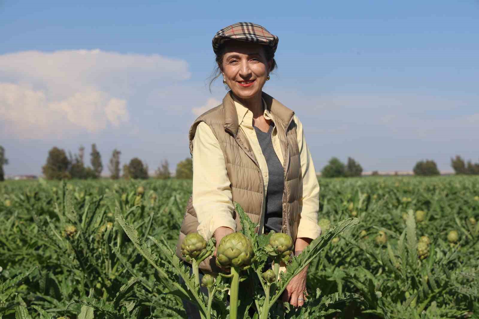 Akademisyen çiftçinin 7 yıl süren emekleriyle 120 dönüm alana yaydığı enginar üretiminde hasat başladı 12 akademisyen ciftcinin 7 yil suren emekleriyle 120 donum alana yaydigi enginar uretiminde hasat basladi AfuSDF7b