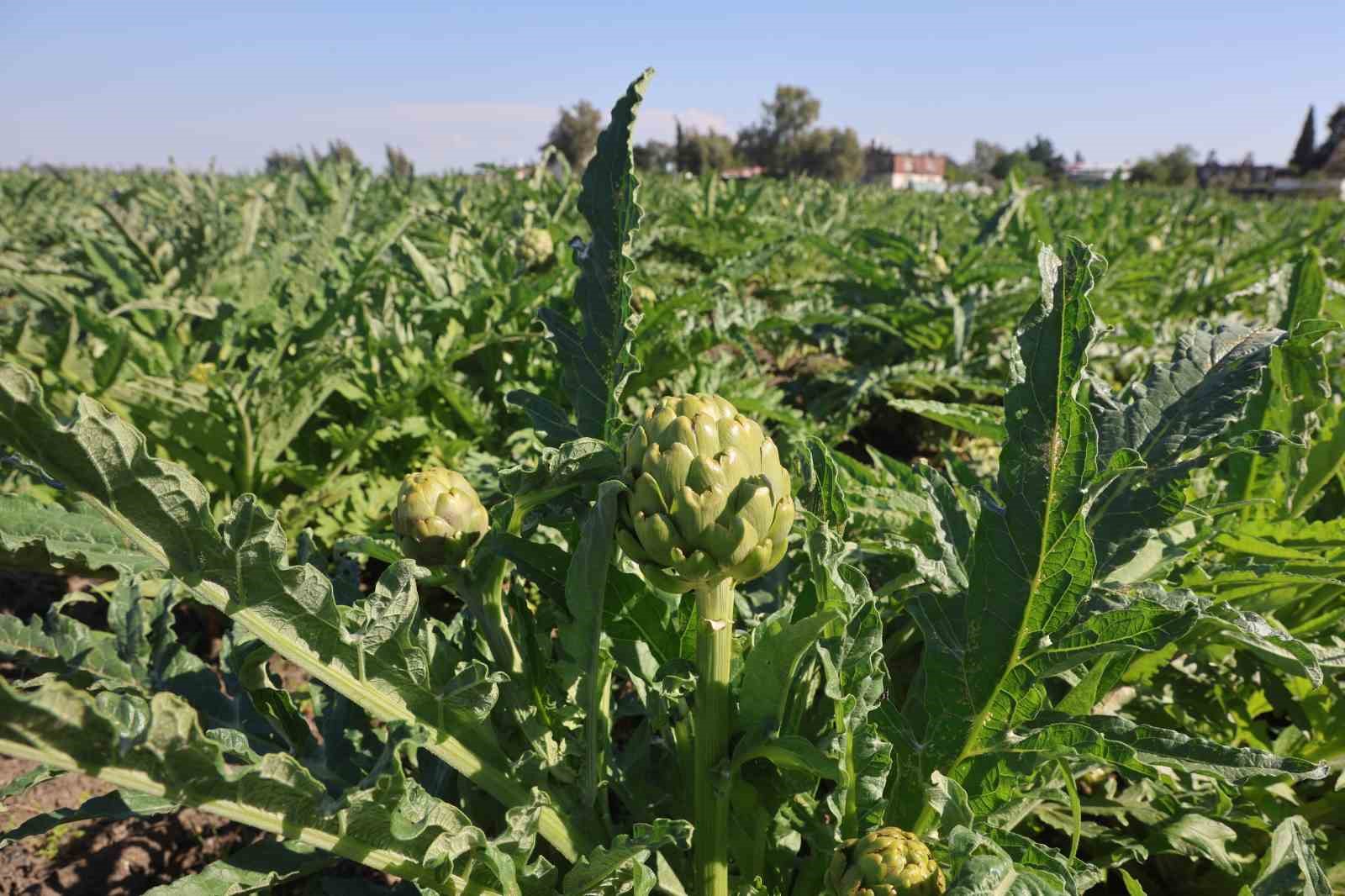 Akademisyen çiftçinin 7 yıl süren emekleriyle 120 dönüm alana yaydığı enginar üretiminde hasat başladı 11 akademisyen ciftcinin 7 yil suren emekleriyle 120 donum alana yaydigi enginar uretiminde hasat basladi OZCNdUgG