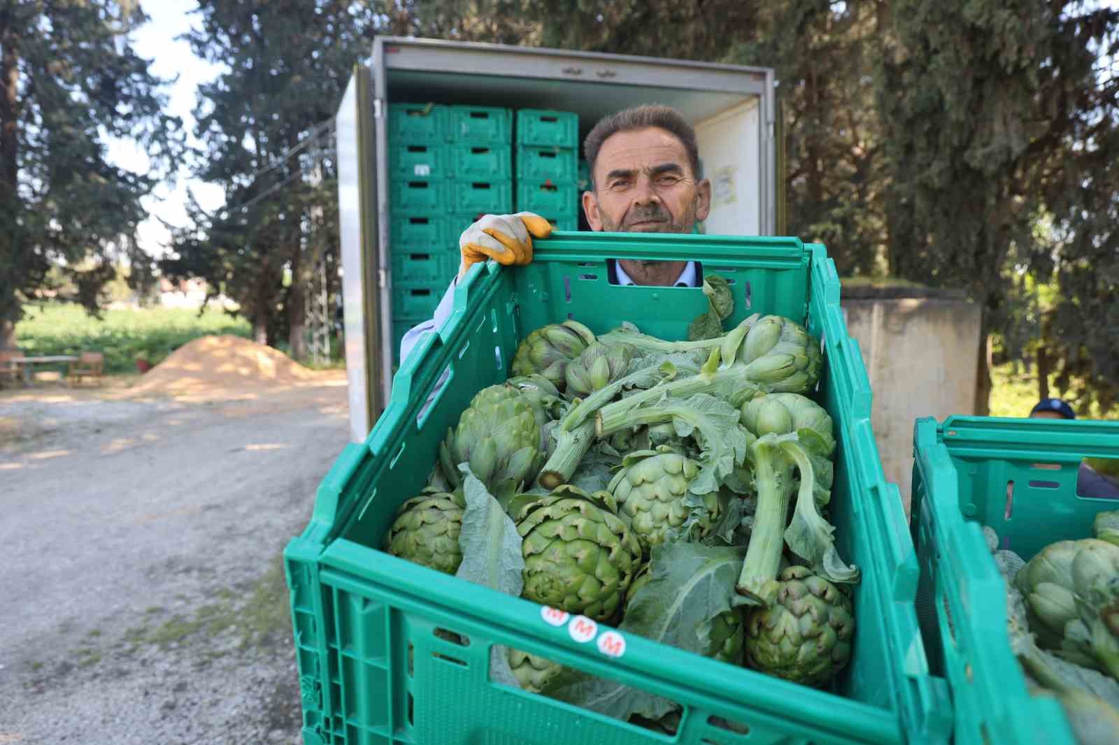 Akademisyen çiftçinin 7 yıl süren emekleriyle 120 dönüm alana yaydığı enginar üretiminde hasat başladı 9 akademisyen ciftcinin 7 yil suren emekleriyle 120 donum alana yaydigi enginar uretiminde hasat basladi