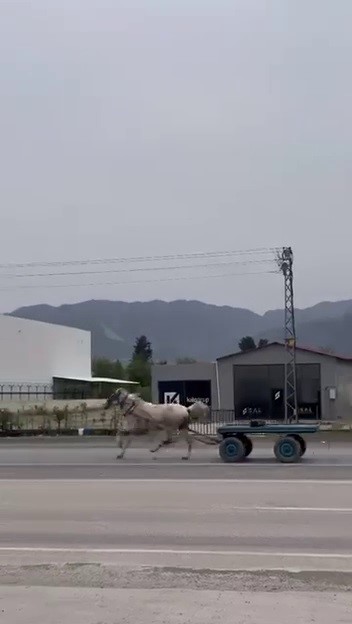 akan trafikte panik anlari kacak at pistte yarisircasina ilerledi 0 345OAv6O