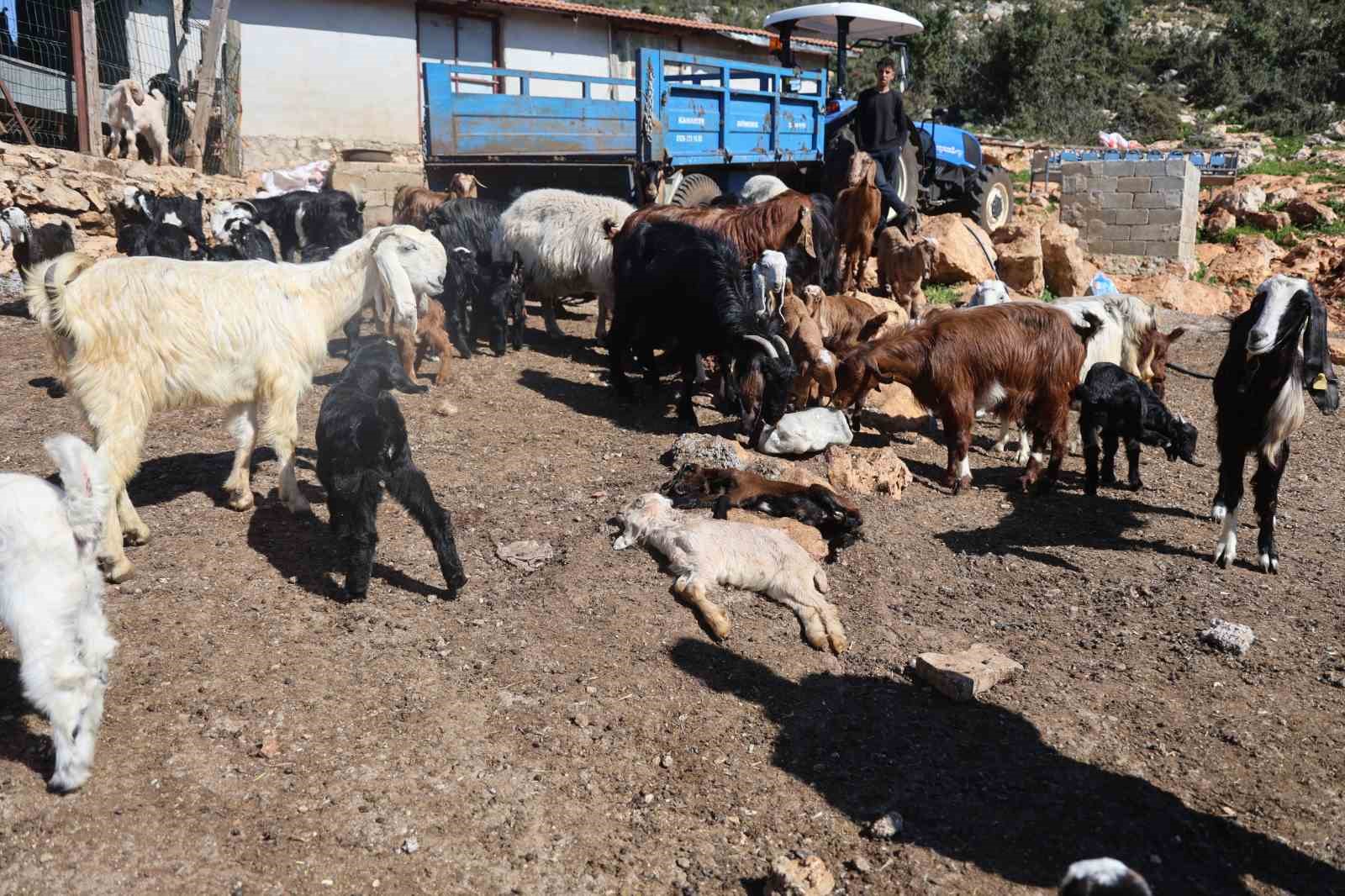 akaryakit karistigi iddia edilen yagmur suyu birikintisinden icerek telef olan kucukbas hayvanlarin yavrularini biberonla 6Ssl7VYQ