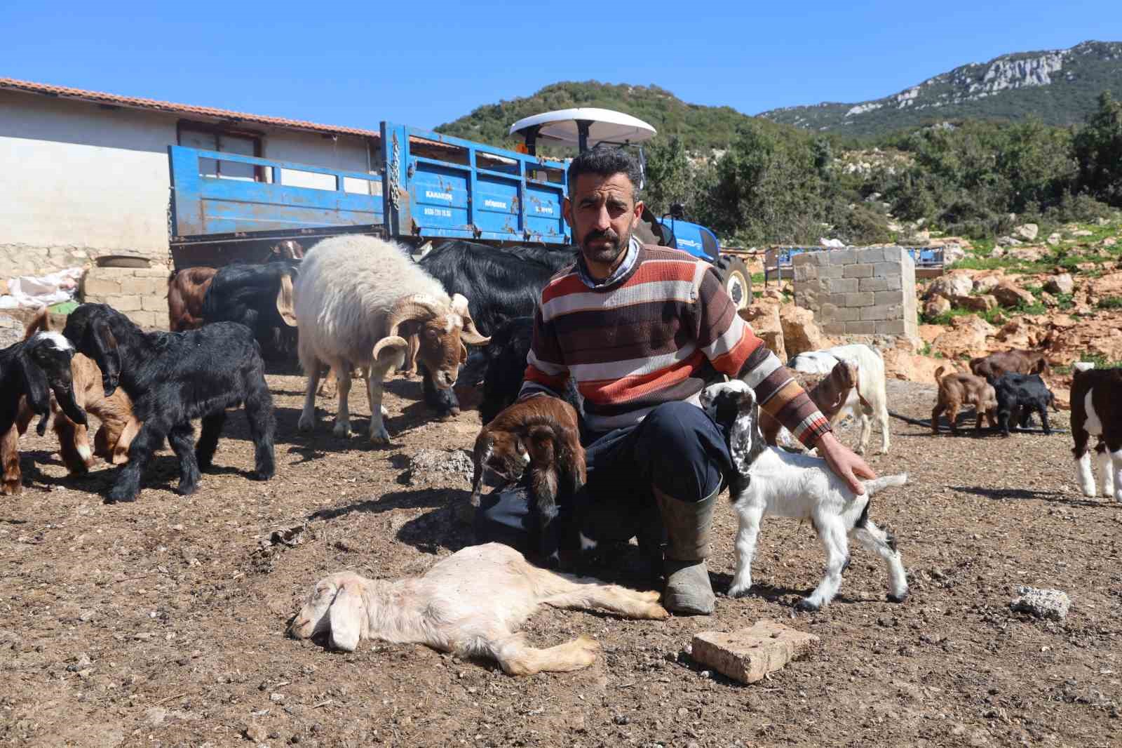 akaryakit karistigi iddia edilen yagmur suyu birikintisinden icerek telef olan kucukbas hayvanlarin yavrularini biberonla 7uqlQ4mG