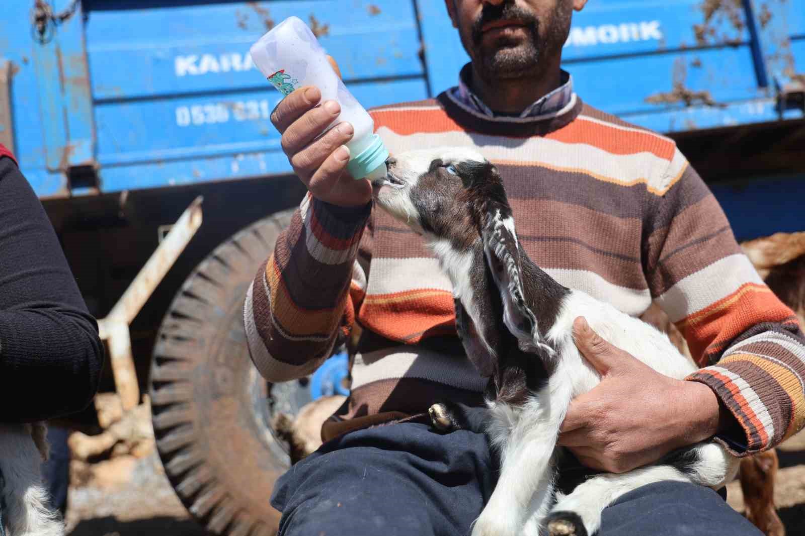 akaryakit karistigi iddia edilen yagmur suyu birikintisinden icerek telef olan kucukbas hayvanlarin yavrularini biberonla