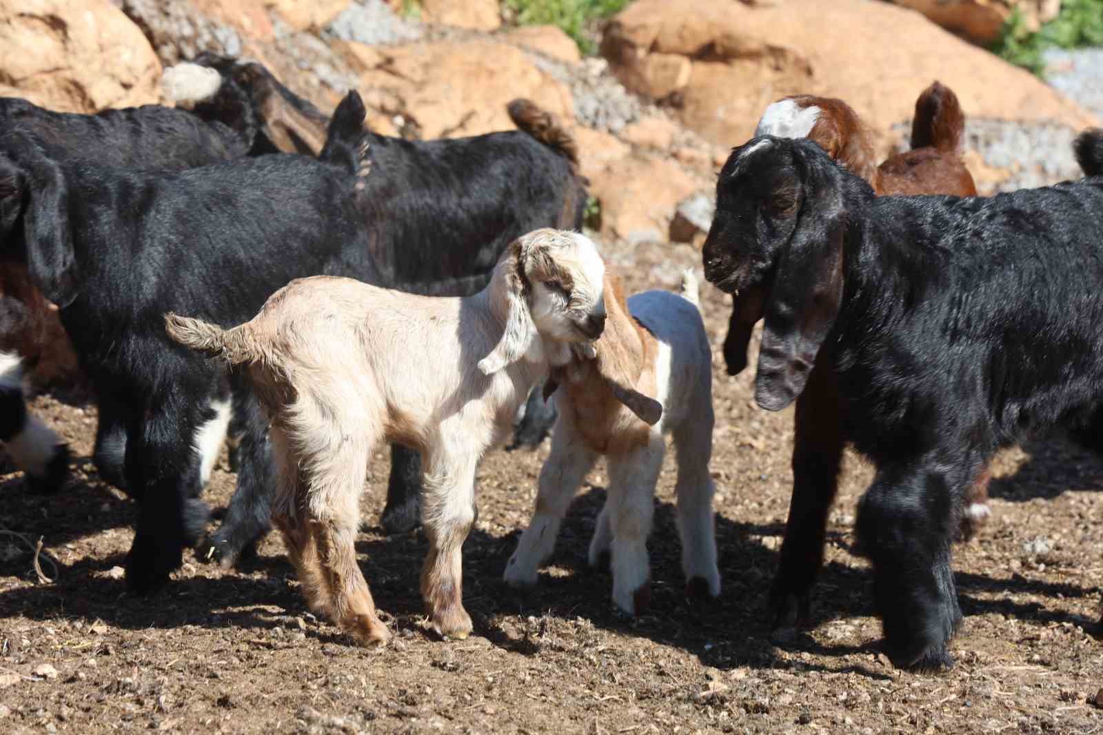 akaryakit karistigi iddia edilen yagmur suyu birikintisinden icerek telef olan kucukbas hayvanlarin yavrularini biberonla azB1WMN2