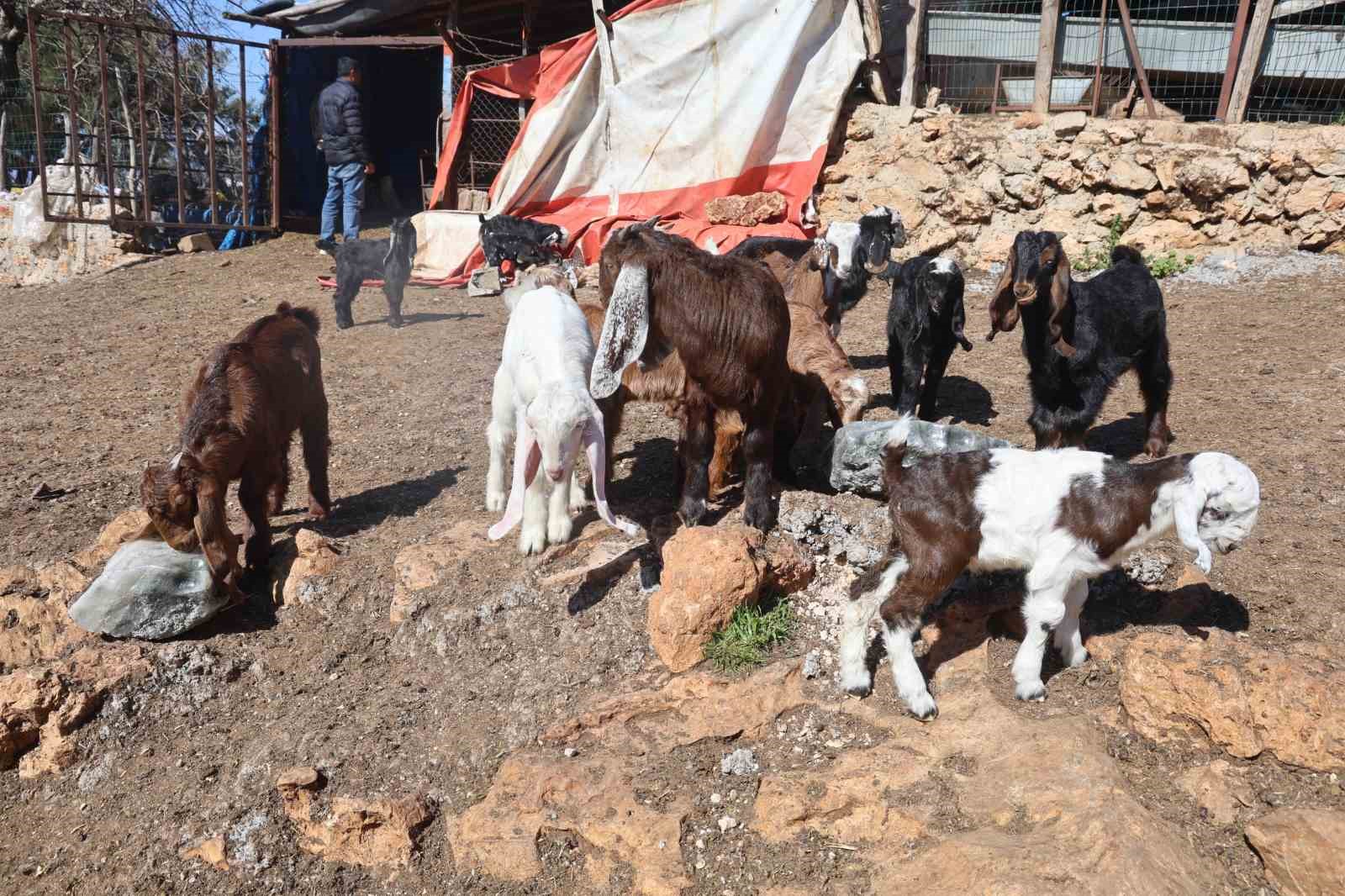 akaryakit karistigi iddia edilen yagmur suyu birikintisinden icerek telef olan kucukbas hayvanlarin yavrularini biberonla e8vII3ET