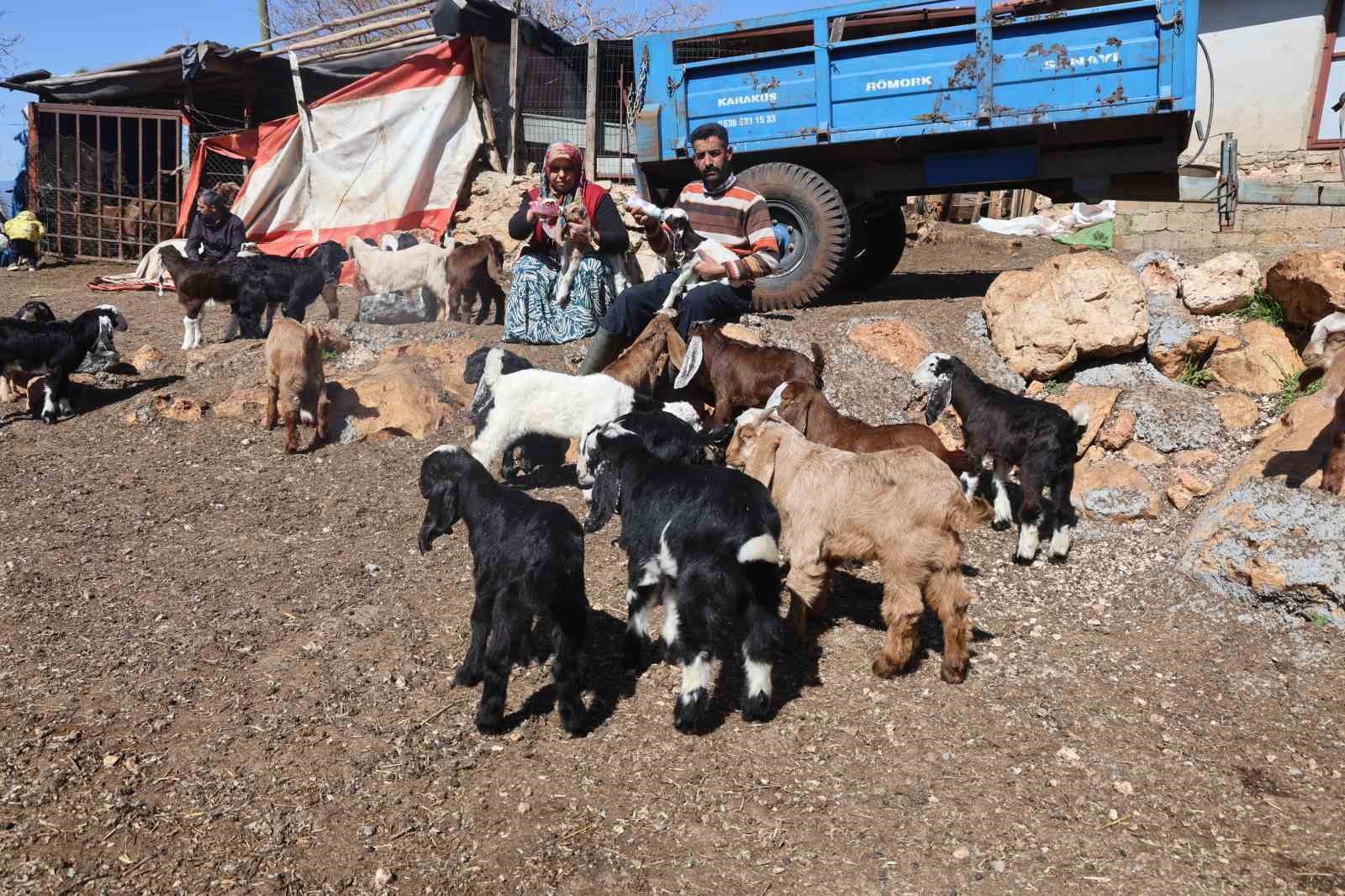 akaryakit karistigi iddia edilen yagmur suyu birikintisinden icerek telef olan kucukbas hayvanlarin yavrularini biberonla