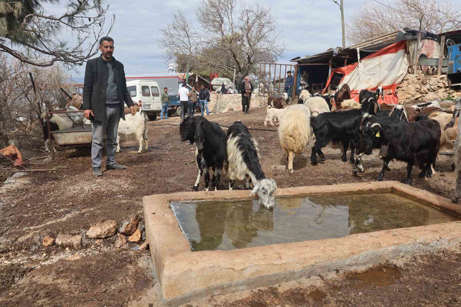 akaryakit karistigi iddia edilen yagmur suyu birikintisinden su icen 43 kucukbas hayvan telef oldu 7AIFFjjV