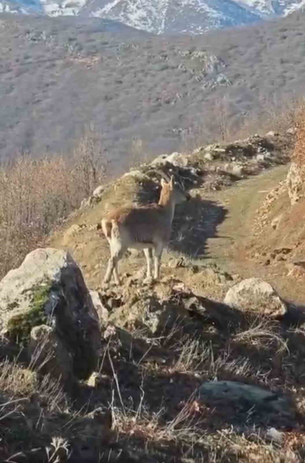 akdagin eteklerinde vasak kurt ve dag kecisi pes pese goruldu 1 buLXvzIv