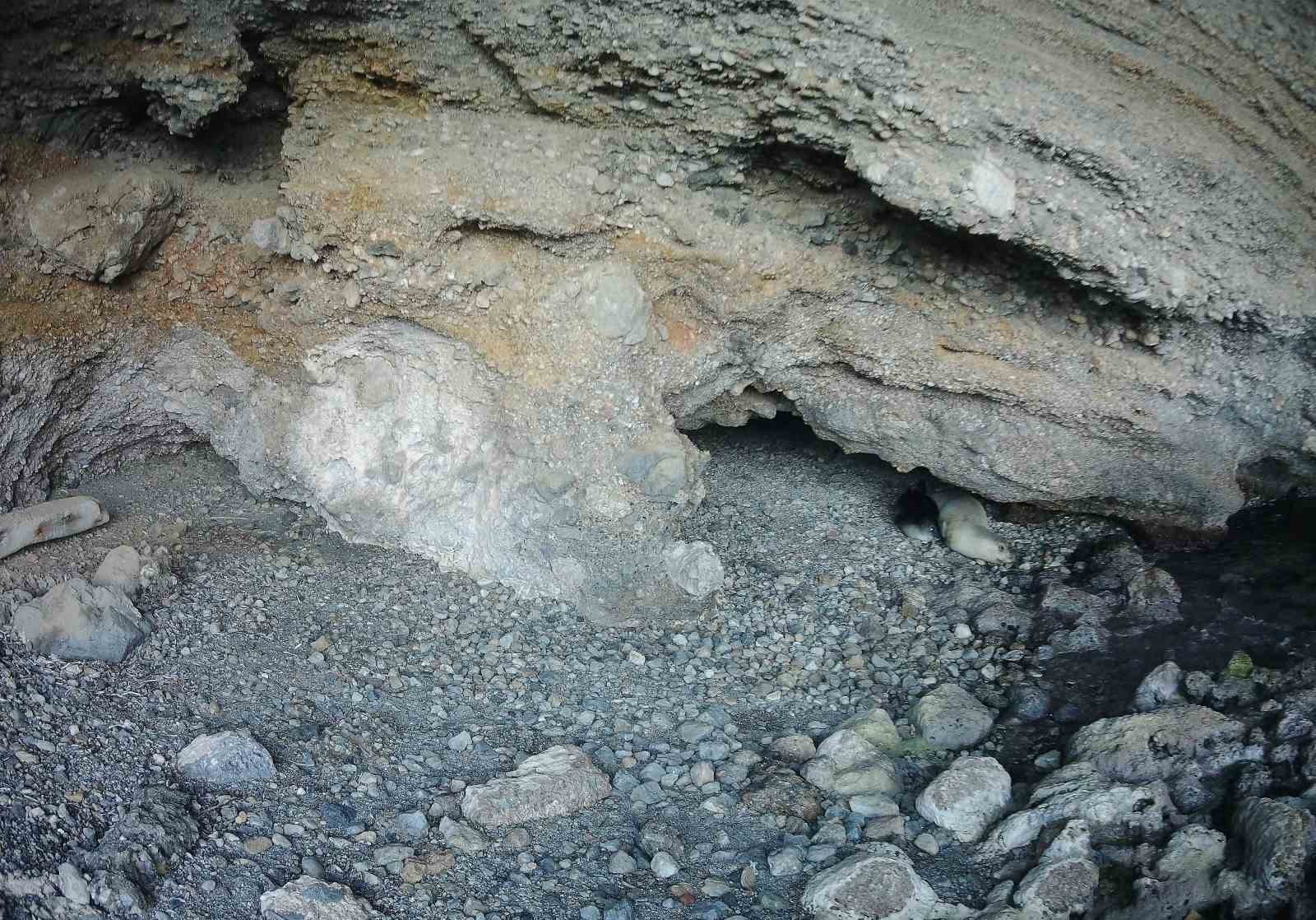 akdeniz kesis foku yasam alanlarina insan baskisi 2 PWyILOkS