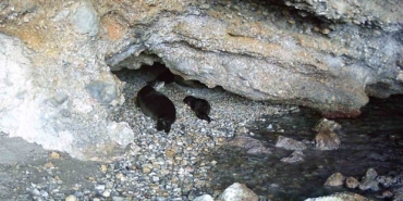 akdeniz-kesis-foku-yasam-alanlarina-insan-baskisi-zBdEhHKU.jpg