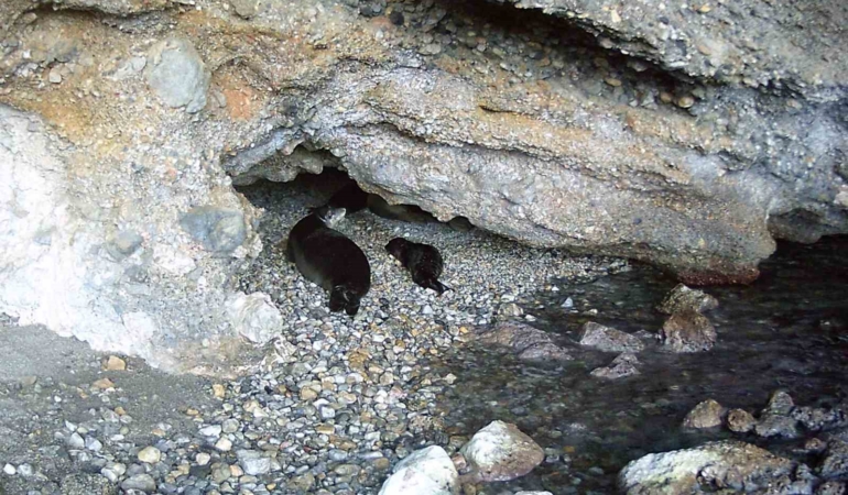 akdeniz-kesis-foku-yasam-alanlarina-insan-baskisi-zBdEhHKU.jpg