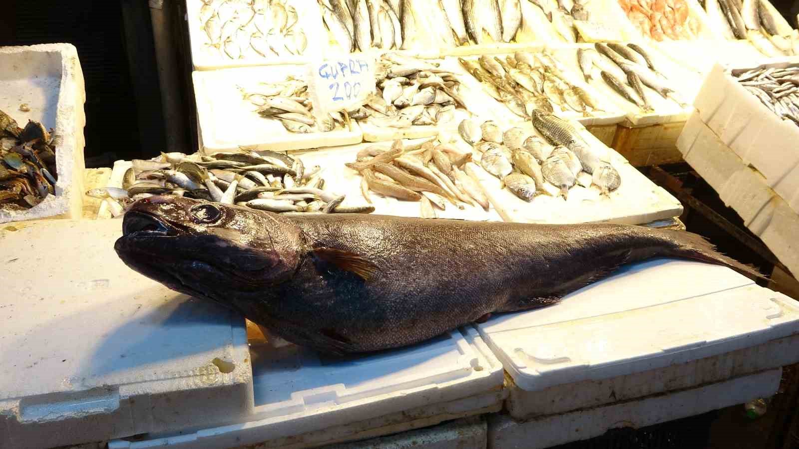 akdenizde 15 metrelik atlas baligi yakalandi 4 yArVT1bA