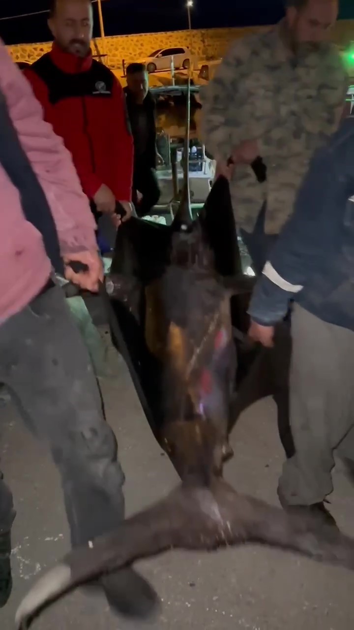 akdenizde oltasina takilan dev kilic baligi 115 kilogram geldi 1 hkIjqaN4