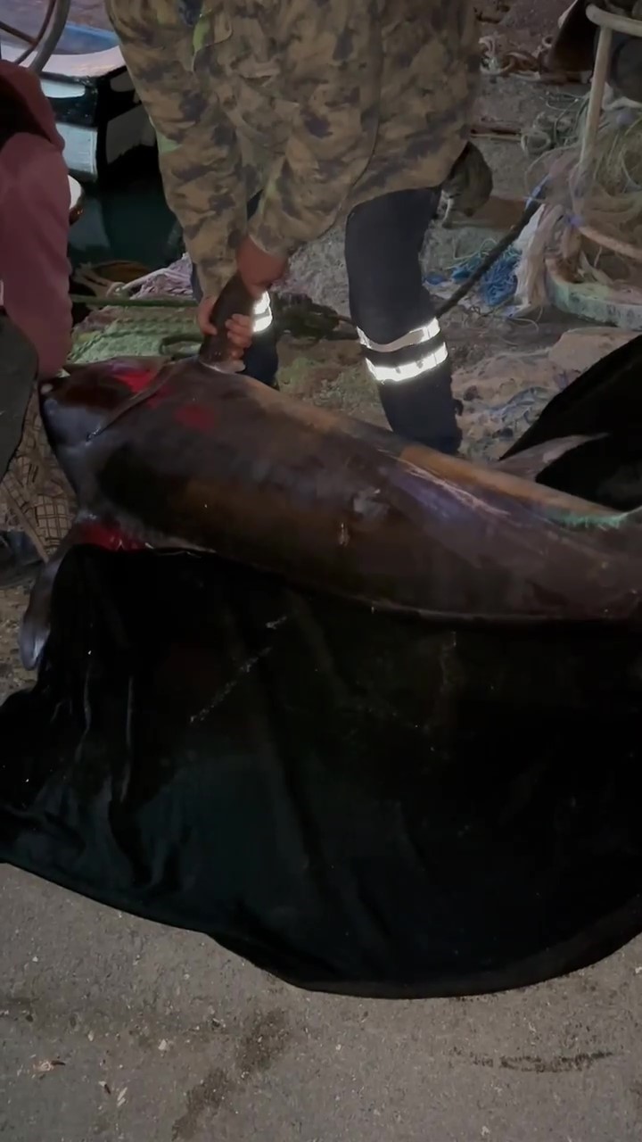 akdenizde oltasina takilan dev kilic baligi 115 kilogram geldi 5 ktjeiPtp