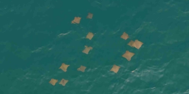 akdenizde-vatoz-surusunun-su-yuzeyindeki-gorsel-soleni-dron-kamerasina-yansidi-w5H2BNyy.jpg