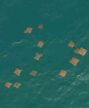 akdenizde-vatoz-surusunun-su-yuzeyindeki-gorsel-soleni-dron-kamerasina-yansidi-w5H2BNyy.jpg