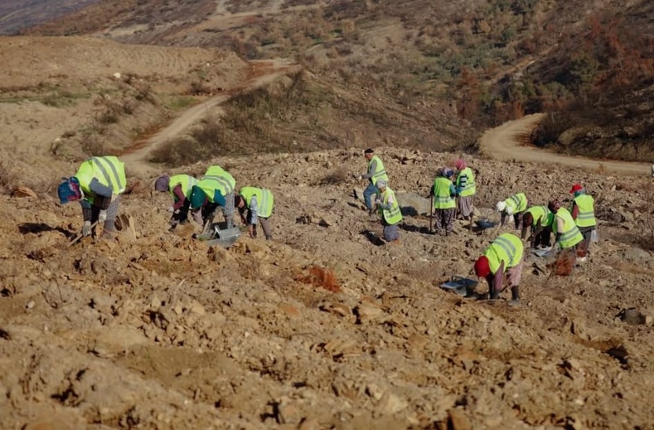 akhisarda yanan alanlar yeniden yeseriyor 2 milyon 325 bin fidan toprakla bulusacak 3 MqiIGjAj