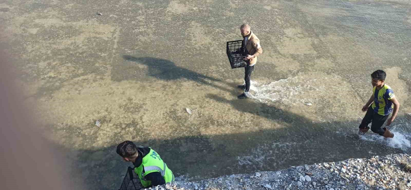 akintiya kapilan baliklari yakalamak icin birbirleriyle yaristilar 0 YHRjsPWC