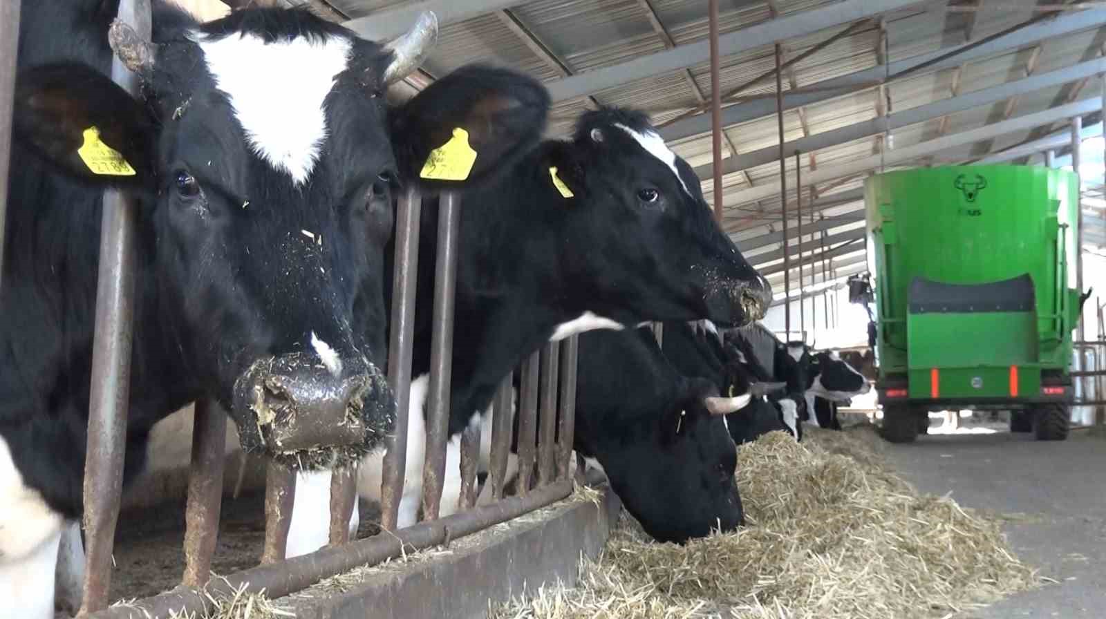 aksarayda 60 ilin personeline ineklerin basinda uygulamali egitim 3 9kX5NfRJ