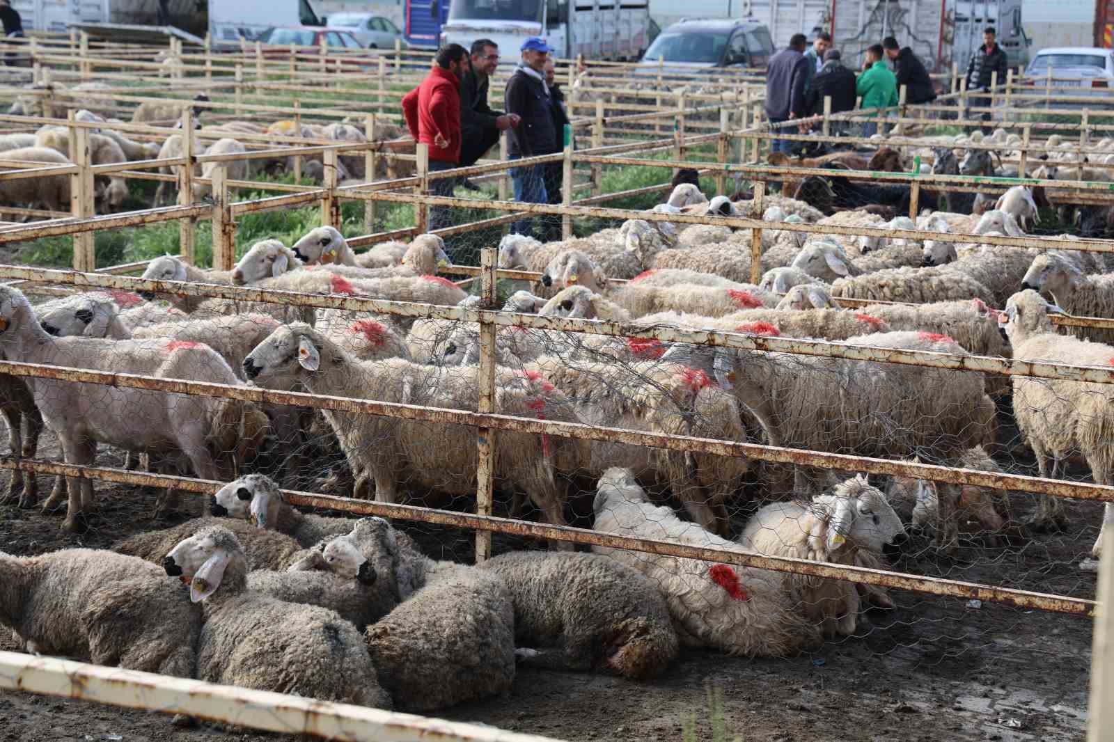 aksarayda hayvan pazarinda kurban hareketliligi yasaniyor 4 firKq2RV