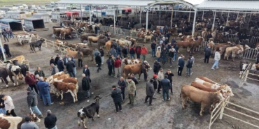 aksarayda-hayvan-pazarinda-kurban-hareketliligi-yasaniyor-zPhD42Uv.jpg