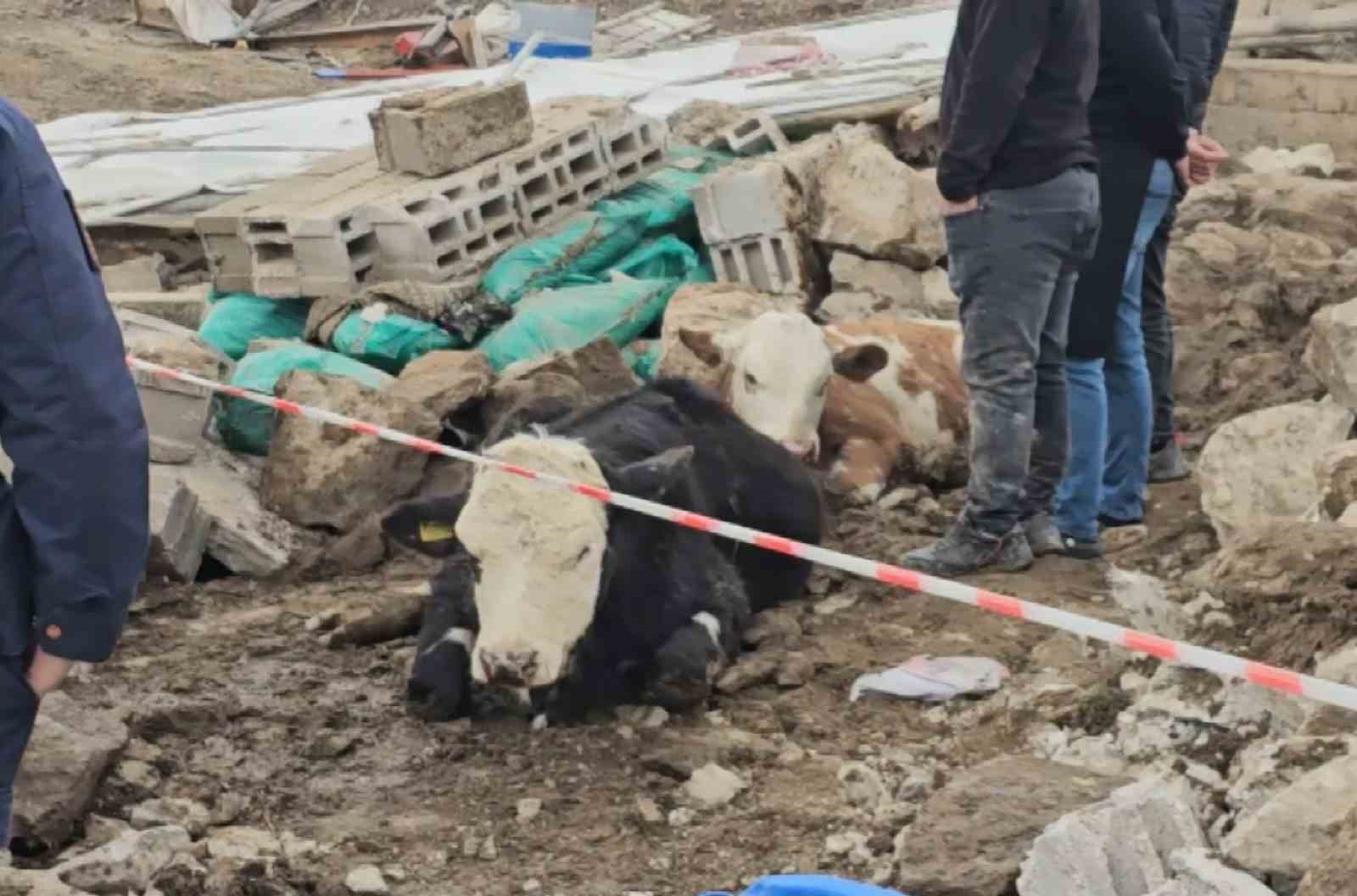 aksarayda yagmur ve ruzgardan ahir hayvanlarin uzerine coktu 1 Mrr8y8qu