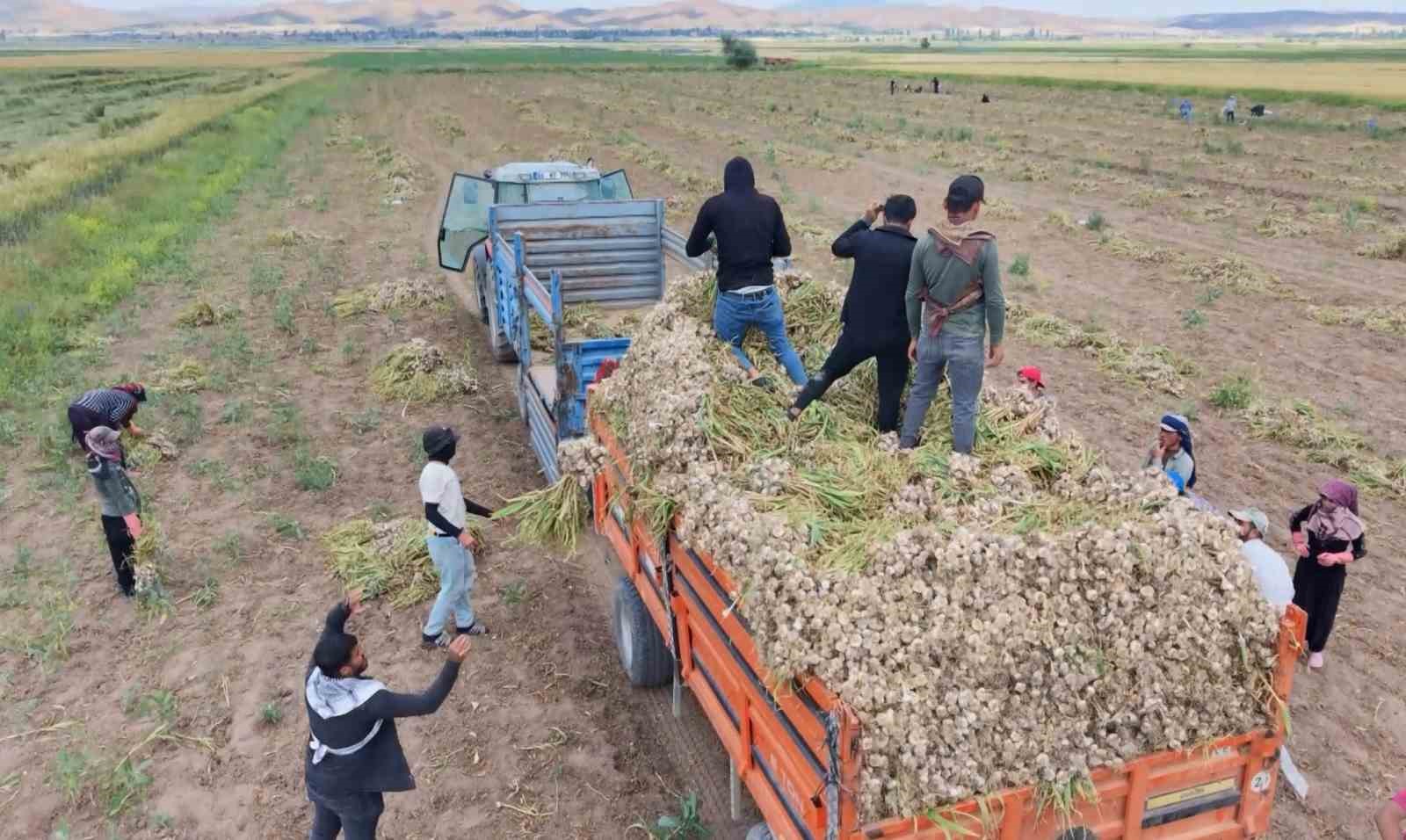 Aksaray’ın ata tohumundan yetiştirilen organik sarımsakların hasadı başladı 5 aksarayin ata tohumundan yetistirilen organik sarimsaklarin hasadi basladi 1 TMm2IFtc
