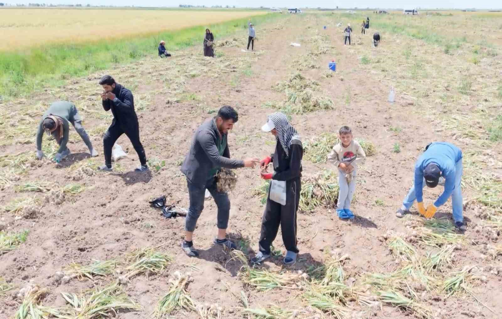 Aksaray’ın ata tohumundan yetiştirilen organik sarımsakların hasadı başladı 6 aksarayin ata tohumundan yetistirilen organik sarimsaklarin hasadi basladi 2 mGwditDi